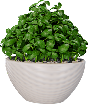 Green flower plant in pot