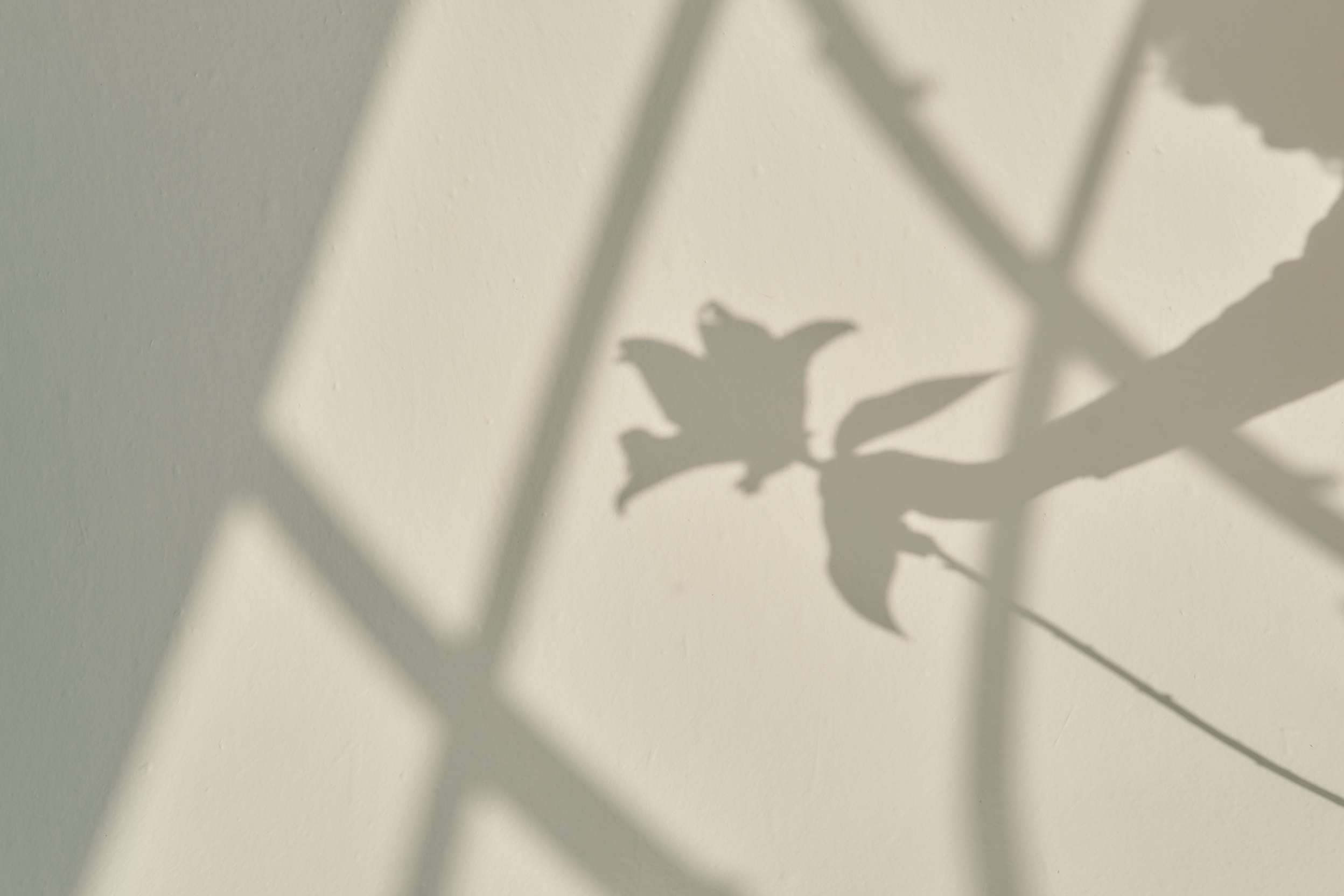 Mindfulness Practices Shadow of Person Holding Flower